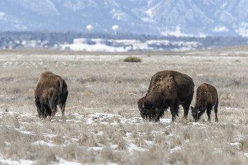 American bison grazing on the prairie in winter near Denver, Colorado