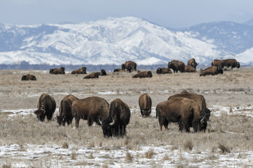 American bison grazing on the prairie in winter near Denver, Colorado © Tabor Chichakly