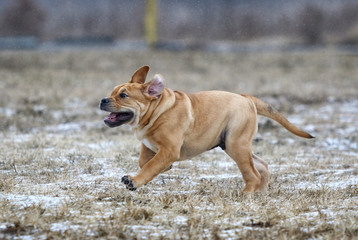 Ca de Bou (Mallorquin Mastiff) puppy dog