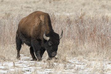 American bison grazing on the prairie in winter near Denver, Colorado