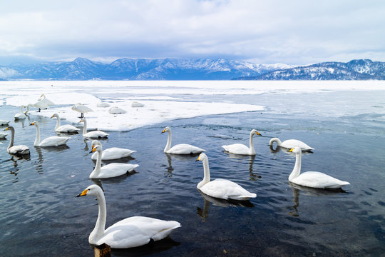 屈斜路湖の白鳥