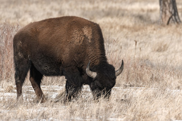 American bison grazing on the prairie in winter near Denver, Colorado