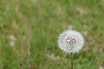 Naklejka premium Dandelion on green background of grass, copy space