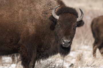American bison on the plains in winter near Denver, Colorado