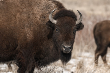American bison on the plains in winter near Denver, Colorado
