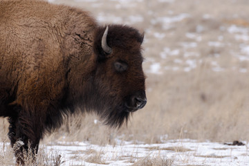 American bison on the plains in winter near Denver, Colorado