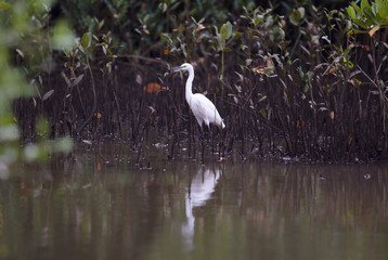 White bird standing in mud near water 5109