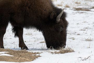 American bison grazing on the prairie in winter near Denver, Colorado