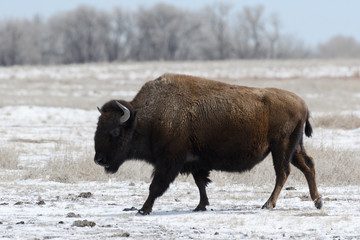 American bison on the plains in winter near Denver, Colorado