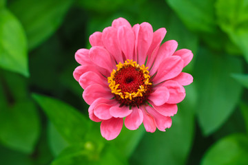 pink flower