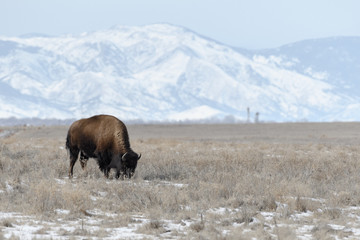 Fototapeta premium American bison grazing on the prairie in winter near Denver, Colorado