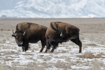 American bison on the plains in winter near Denver, Colorado