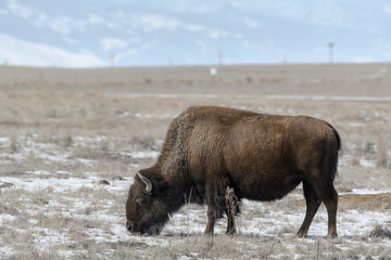 Fototapeta premium American bison grazing on the prairie in winter near Denver, Colorado