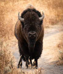 Bison