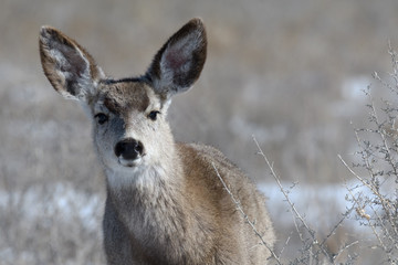 Adorable young female mule deer finds food on a sunny winter day near Denver, Colorado