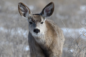 Adorable young female mule deer finds food on a sunny winter day near Denver, Colorado