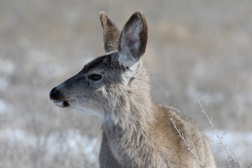 Adorable young female mule deer finds food on a sunny winter day near Denver, Colorado