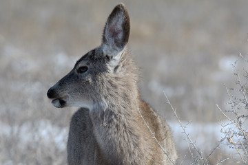 Adorable young female mule deer finds food on a sunny winter day near Denver, Colorado