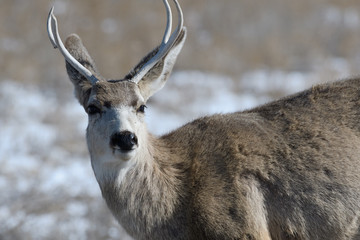Young male mule deer on a sunny winter day near Denver, Colorado