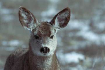 Adorable young female mule deer finds food on a sunny winter day near Denver, Colorado