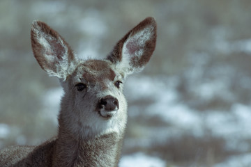 Adorable young female mule deer finds food on a sunny winter day near Denver, Colorado