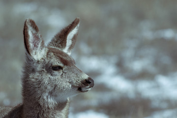 Adorable young female mule deer finds food on a sunny winter day near Denver, Colorado