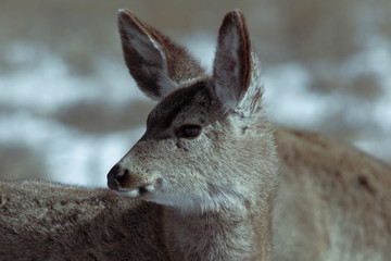 Adorable young female mule deer finds food on a sunny winter day near Denver, Colorado