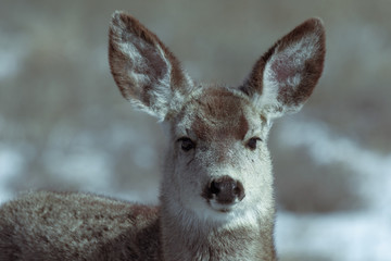 Adorable young female mule deer finds food on a sunny winter day near Denver, Colorado