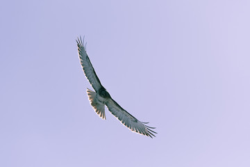 Red-tailed hawk flying near Denver, Colorado