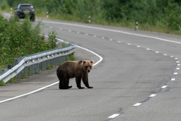 Hungry wild brown bear walks along an asphalt road. Eurasia, Russian Far East, Kamchatka Region.