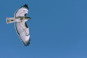 Red-tailed hawk flying near Denver, Colorado