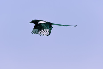 Black-billed Magpie perched in the Rocky Mountains, Colorado