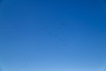 When the migratory birds moving