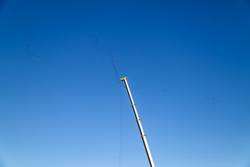 When the migratory birds moving