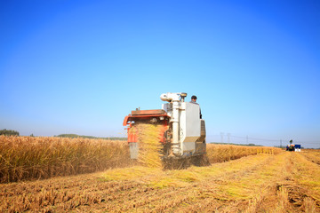 Fototapeta premium Harvester machine is harvesting rice