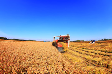 Fototapeta premium Harvester machine is harvesting rice