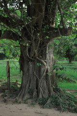 カンボジア　キリングフィールド　ポルポト　クメールルージュ