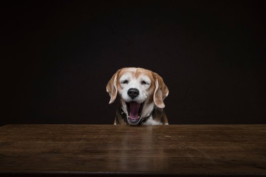 Dog yawning