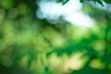 green blurred backdrop of nature, circle light wallpaper, white bokeh background