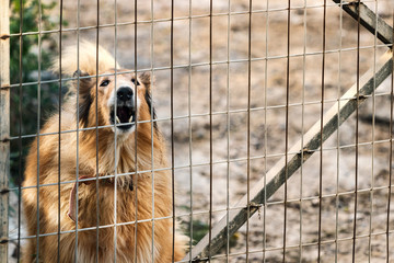 Barking dog behind a fence, outdoors.