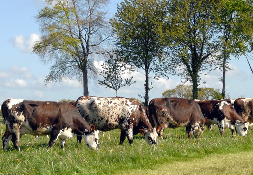 Vaches de race Normande au pré, une rangée d'arbres en fond, département de la Manche, France