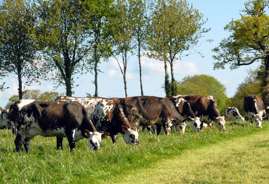 Vaches de race Normande au pré, une rangée d'arbres en fond, France