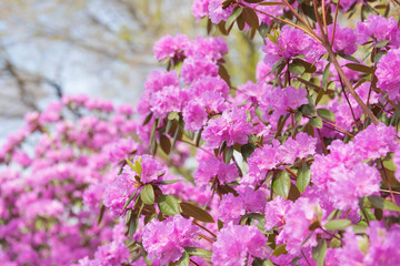 Branches covered in pink rhododendron flowers with blue sky in background
