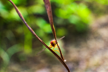 close up image of bee at leaf. selective focus. visible noise due to high ISO.