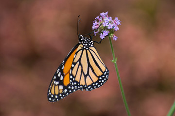 Butterfly 2018-31 / Monarch butterfly (Danaus plexippus)