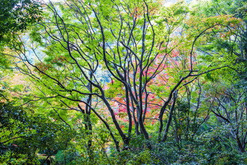 Abstract branch trees in beautiful Green forest tree on background.