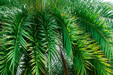 green branch of palm tree