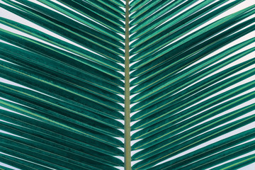 abstract green background, coconut palm leaf, toned process