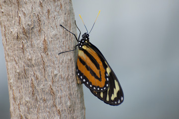 Fototapeta na wymiar Butterfly 2018-34 / Tiger longwing butterfly (Heliconius hecale)