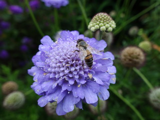 Purple Flower Bee